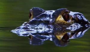 A Black Caiman prowles a jungle stream in Amazonian Ecuador.
