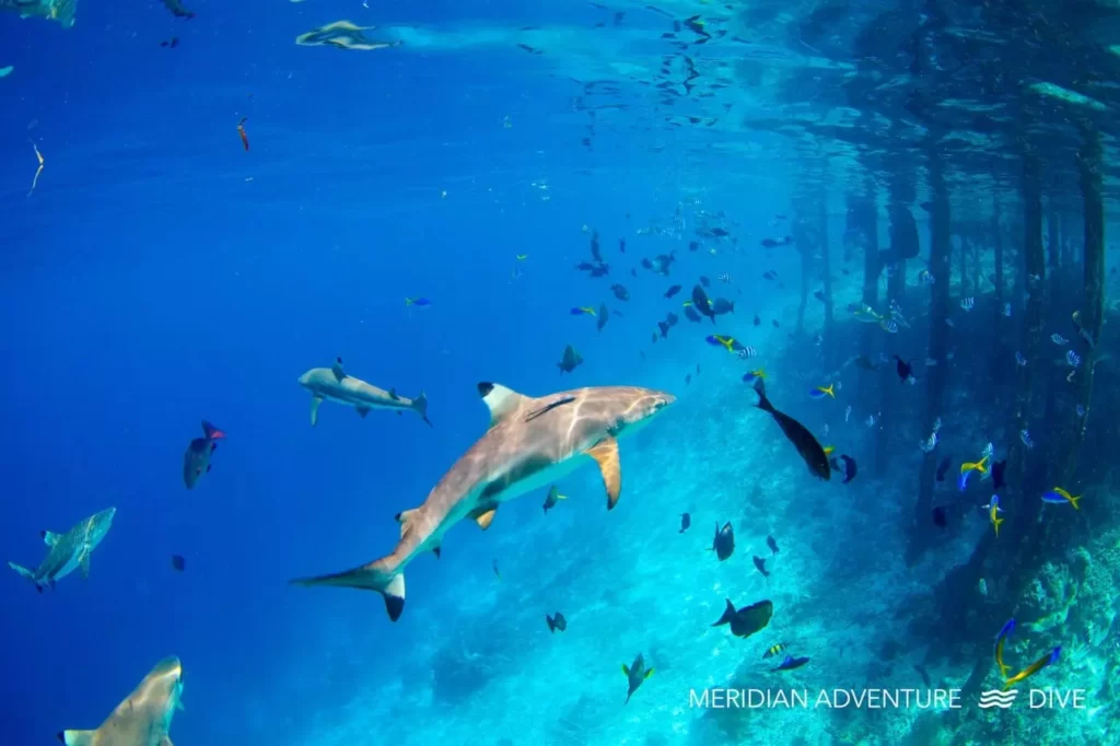 Raja Ampat - Scuba Dive Resort