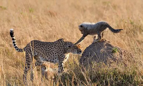 Female cheetah and her cub playing in the zebra plains during the Kenya Safari Trip