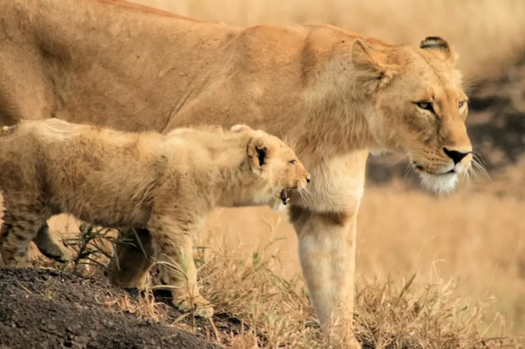 Female lion and her cub roaming during the Kenya Wildlife Safari Trip