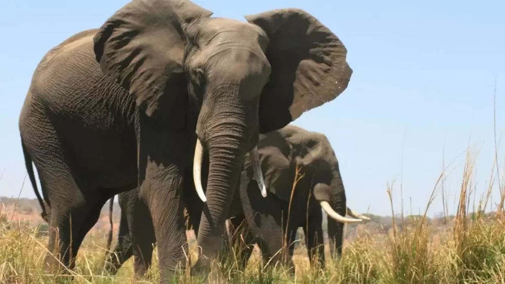 Image of Elephants roaming around on the Kenya safari Trip