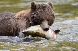 Great catch bear - Great Bear Lodge