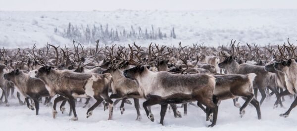 Canadian Arctic Adventure - Reindeer Herding