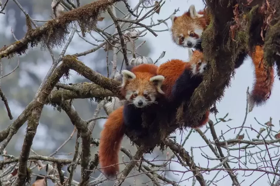 Photo of red pandas snuggling in the trees