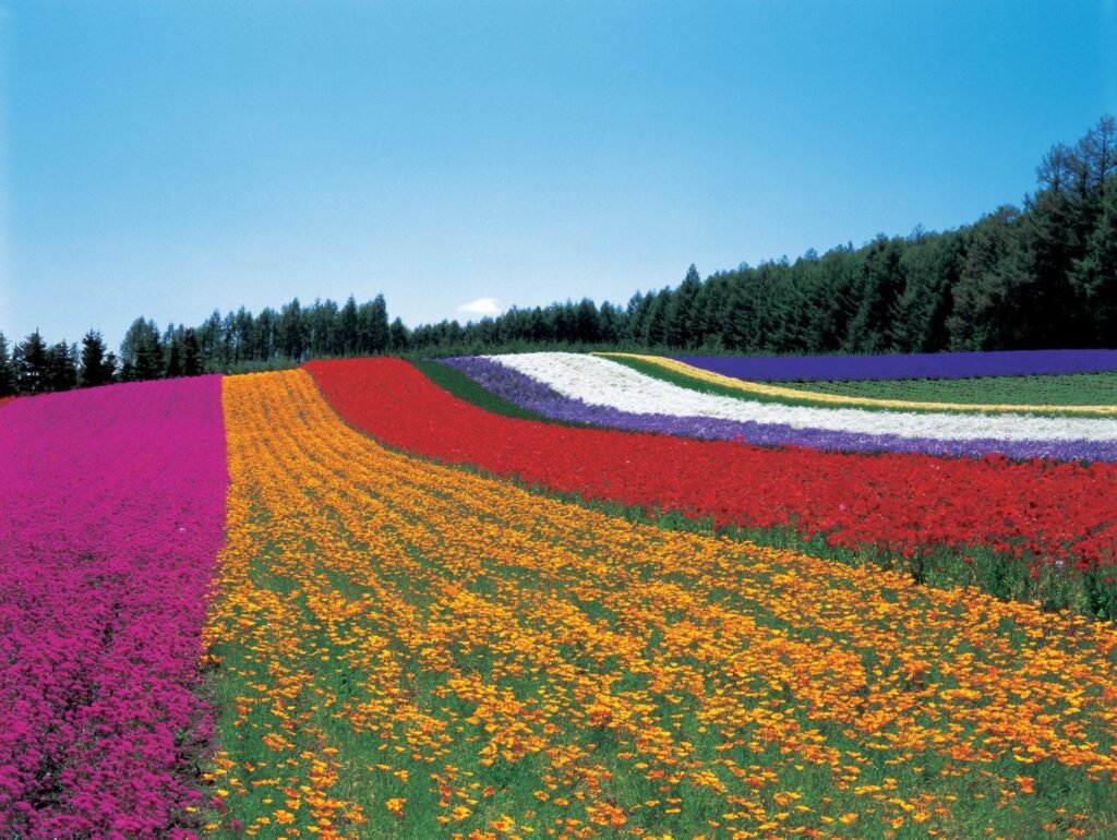 Furano Lavender- Hokkaido Tour