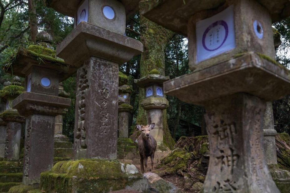 Deer in Nara - Authentic Japan Tour
