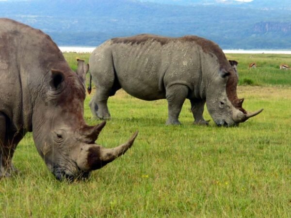 Rhino - wildlife safari Uganda