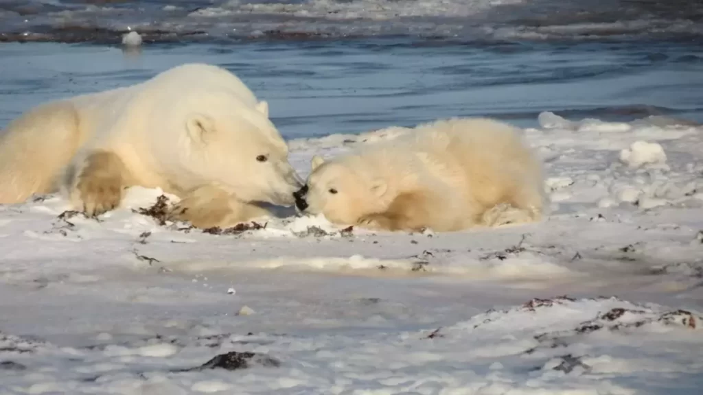 featured image of mom and cub polar bears