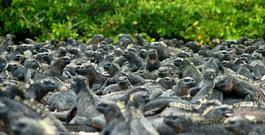 Marine Iguanas - Galapagos Islands