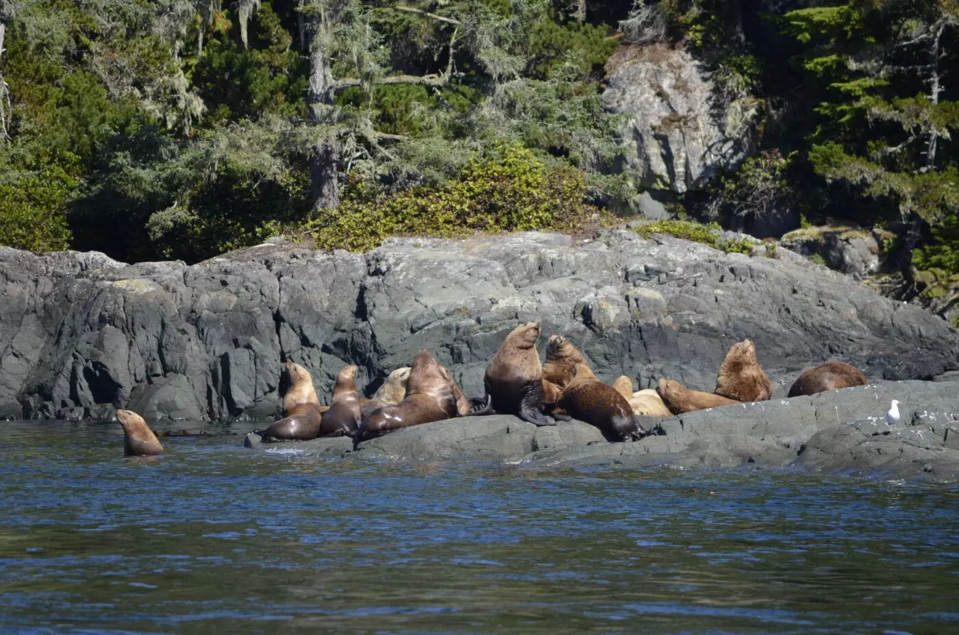 seals lying on rocks as seen on the sea kayaking adventure - Broken Islands Group, Vancouver Island, BC, Canada Adventure