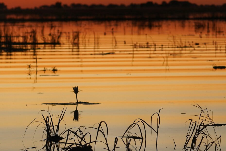 Chobe River Cruise - Botswana