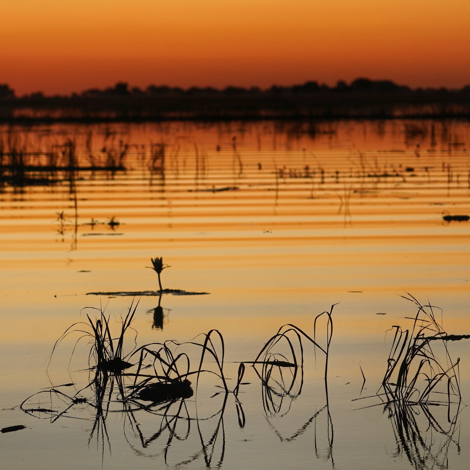 Chobe River Cruise - Botswana