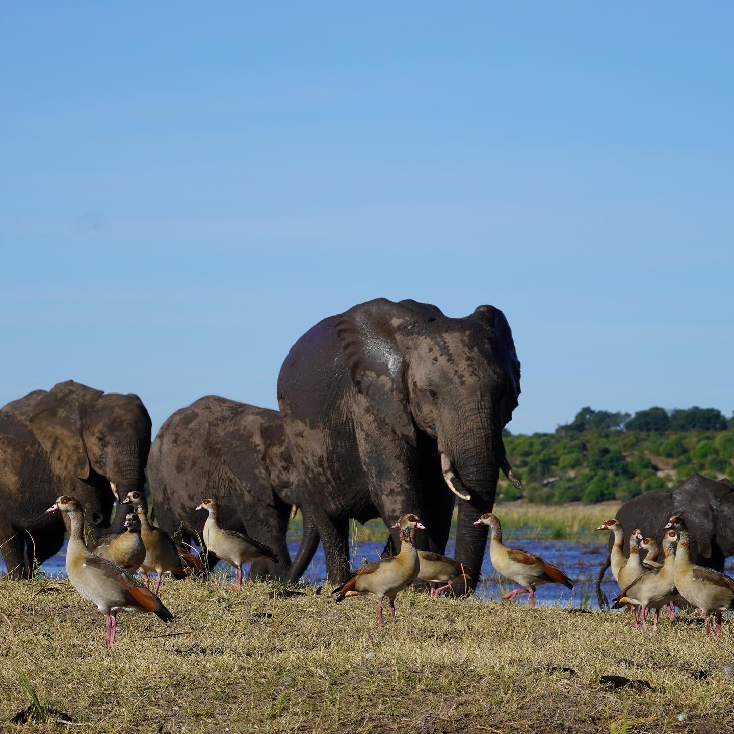 Elephants - Chobe River Botswana