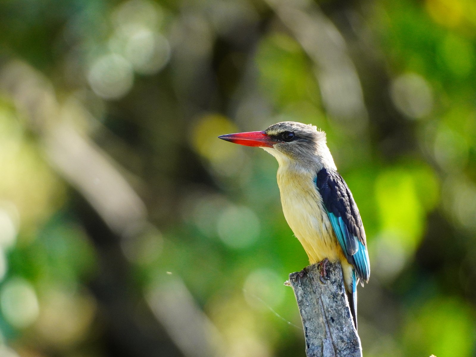 Kingfisher - Chobe River Botswana