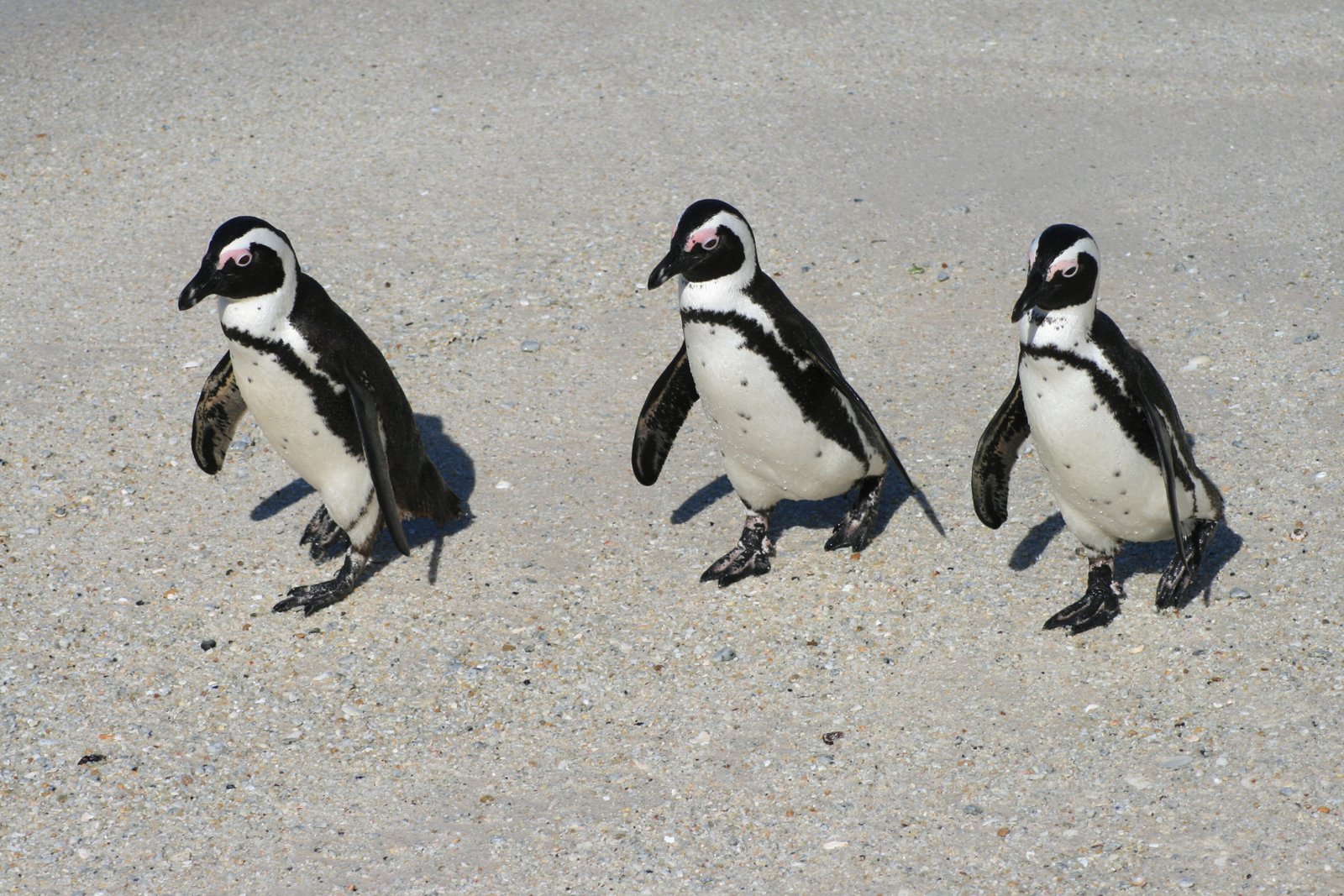 Penguins - Boulders Beach - South Africa