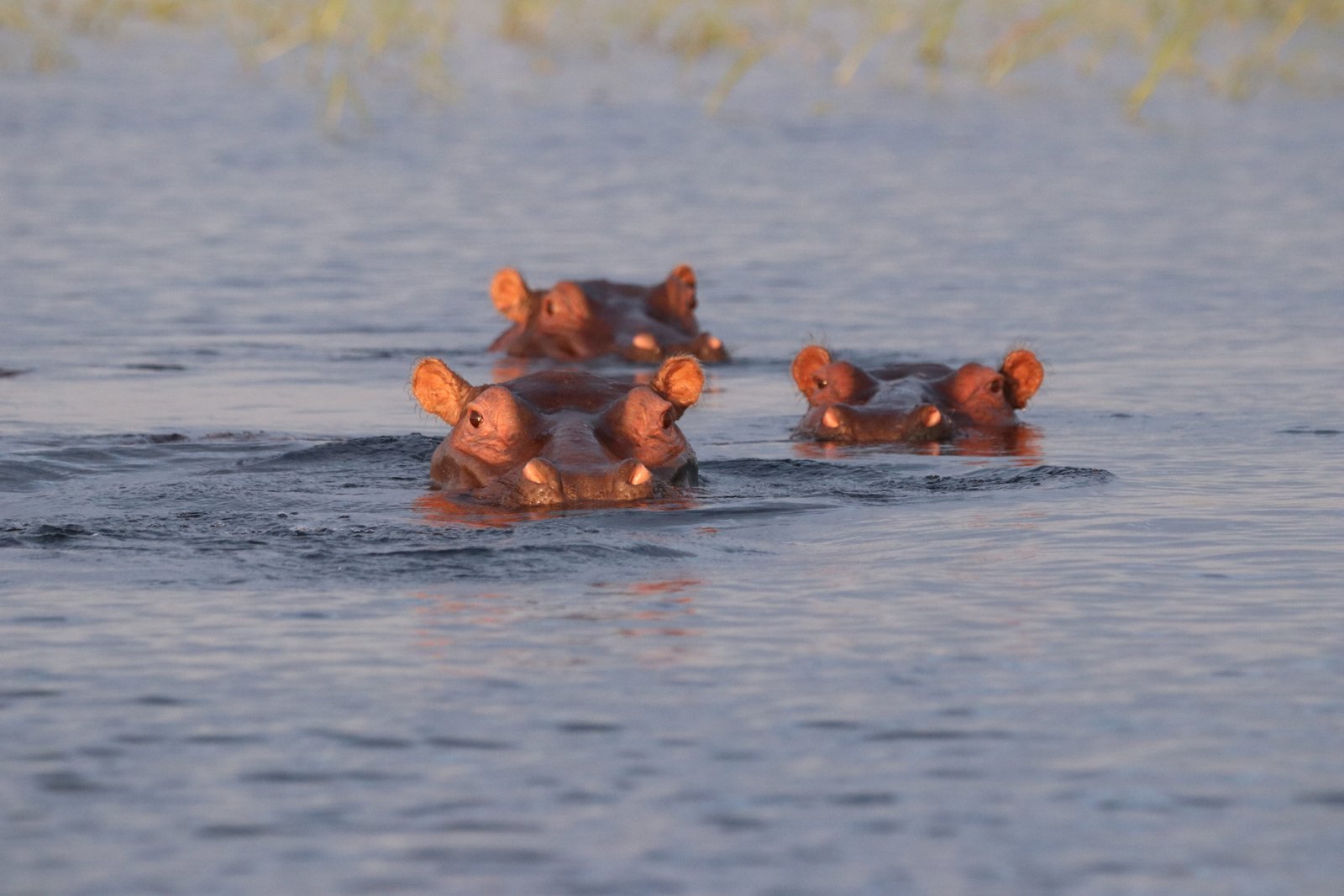 Southern Africa Tour - Wildlife & Vic Falls