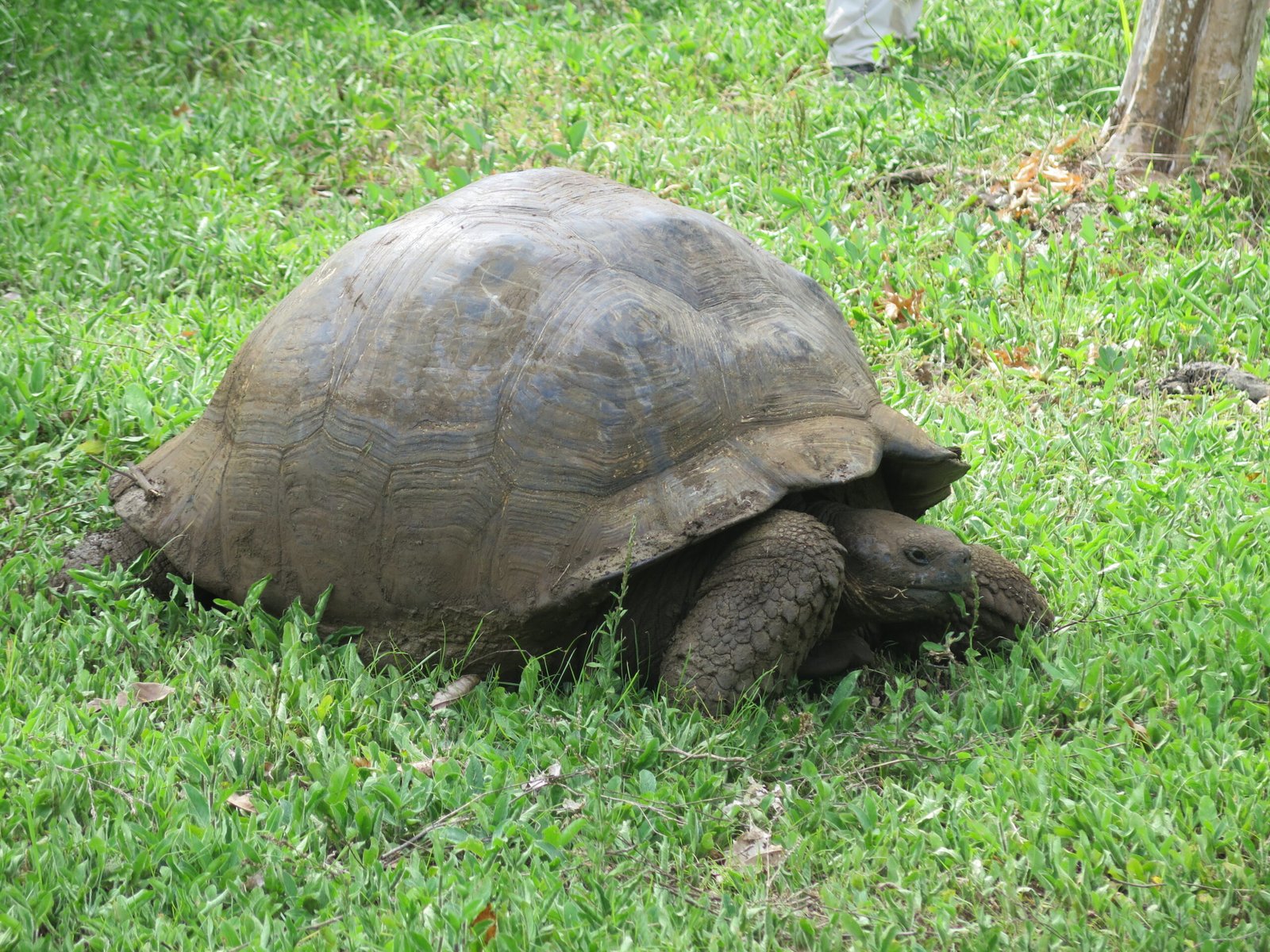 Galapagos Tortoise - Island Hopping Tour