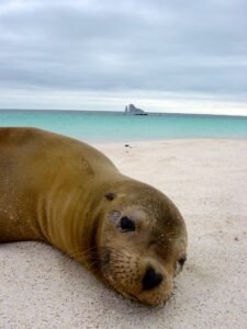 Sea Lion - Galapagos Island Tour