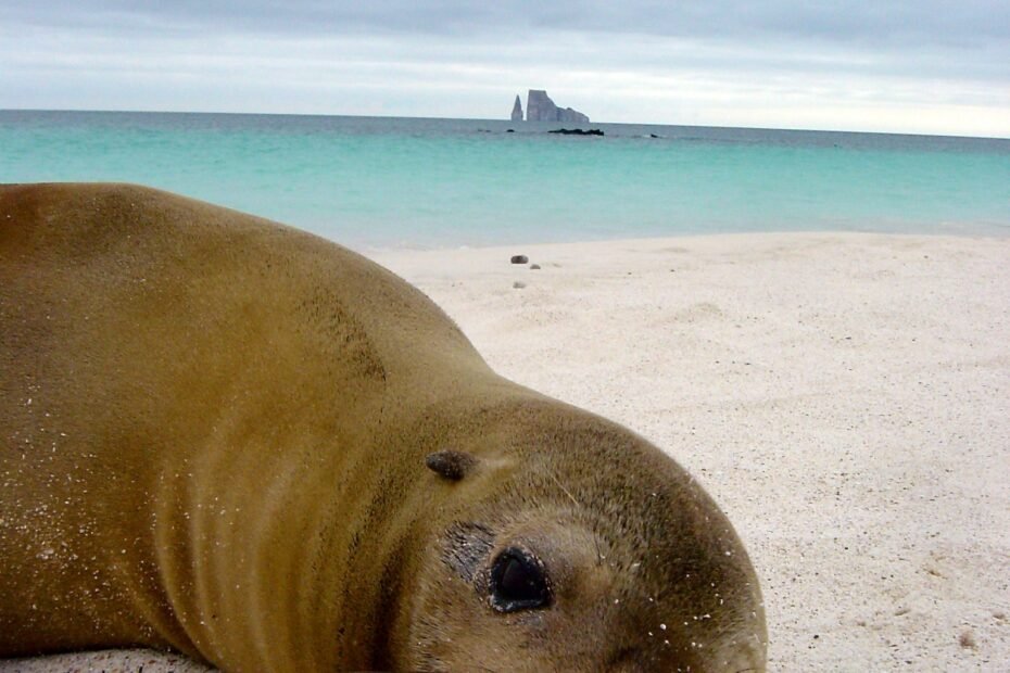 Sea Lion - Galapagos Island Tour