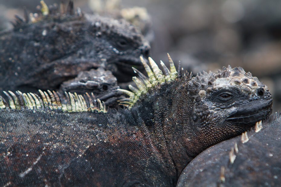 Marine Iguanas - Ecuador Explorer & Galapagos Island Hopping Tour