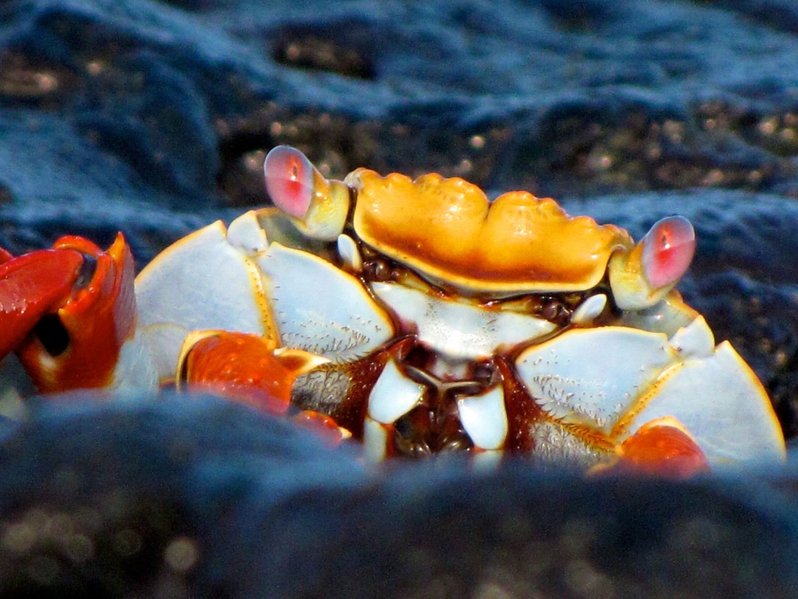 Sally Lightfoot Crab - Galapagos Island Hopping Tour