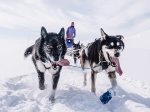 Dog Sledding - Winter Adventure