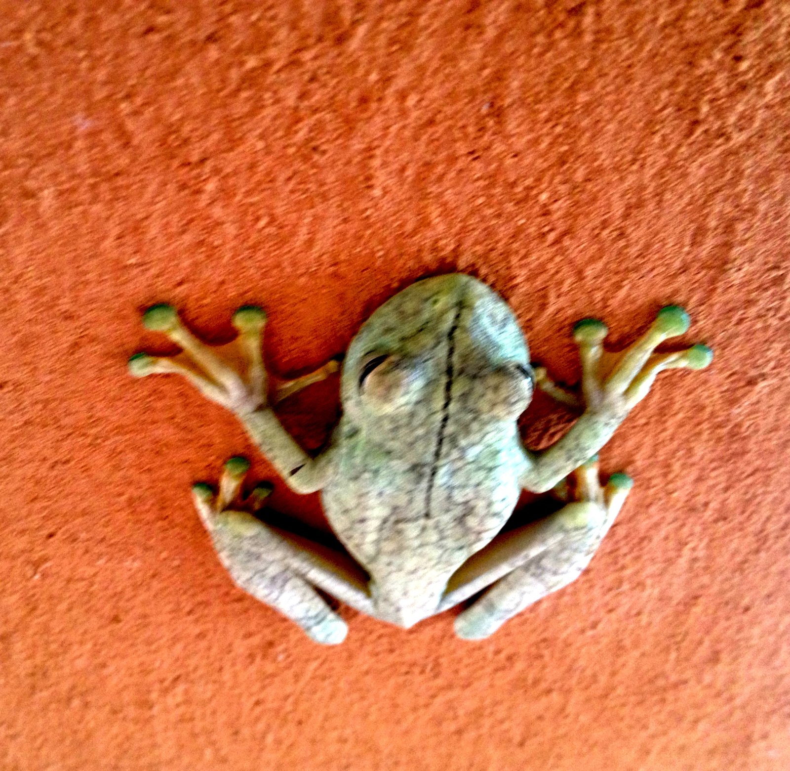Frog - Costa Rica Custom Tour