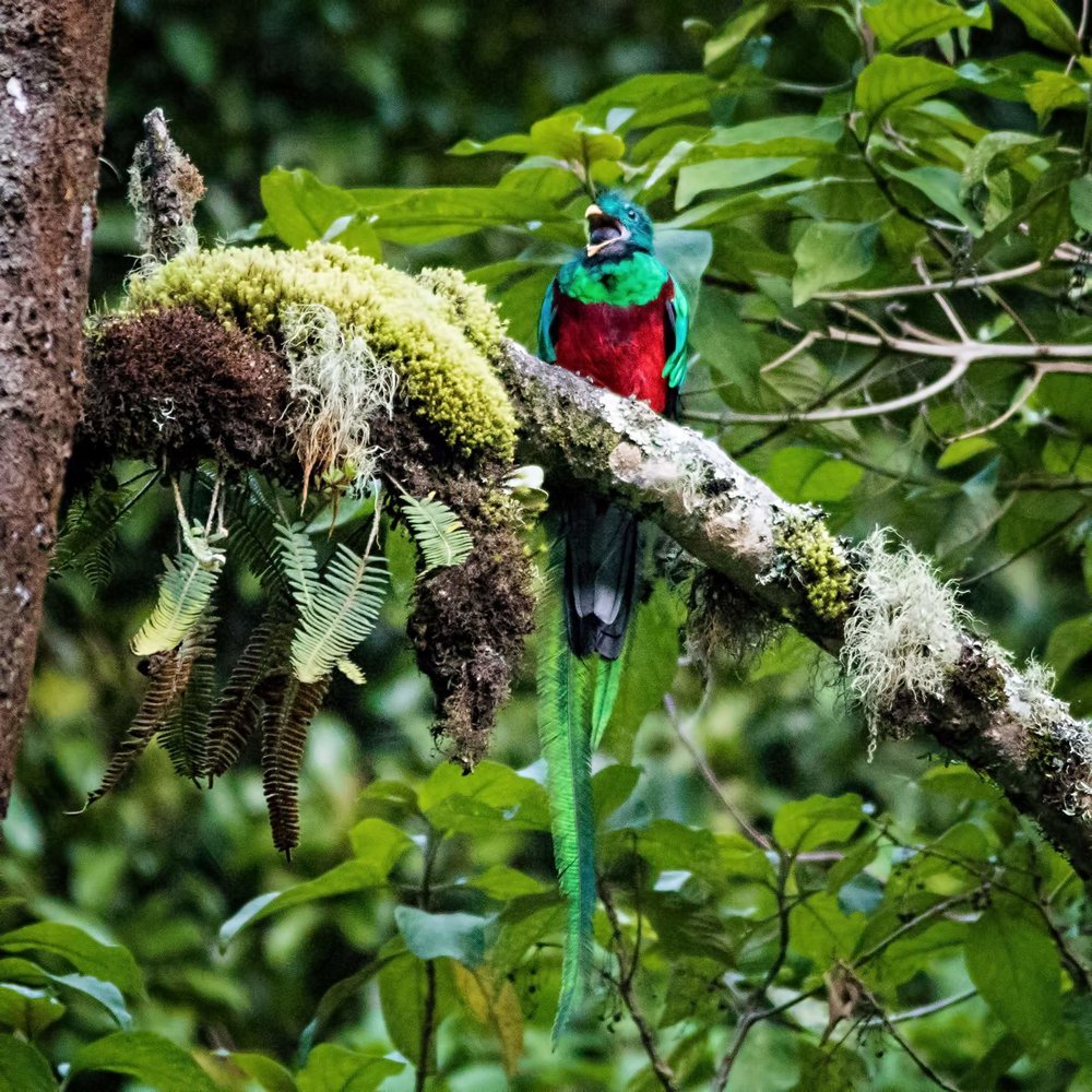 Birding - Costa Rica Tour