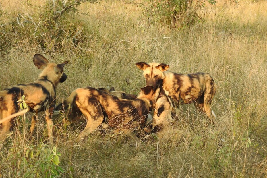 Wild Dogs Namibia Self Drive Safari