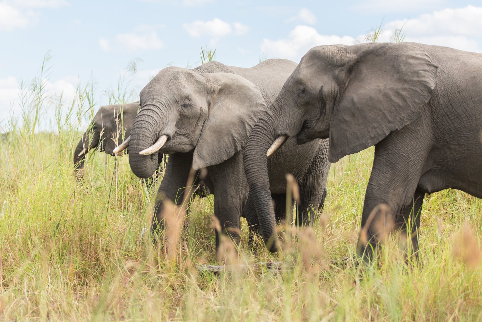 Elephants, Liwonde NP - Malawi Adventure