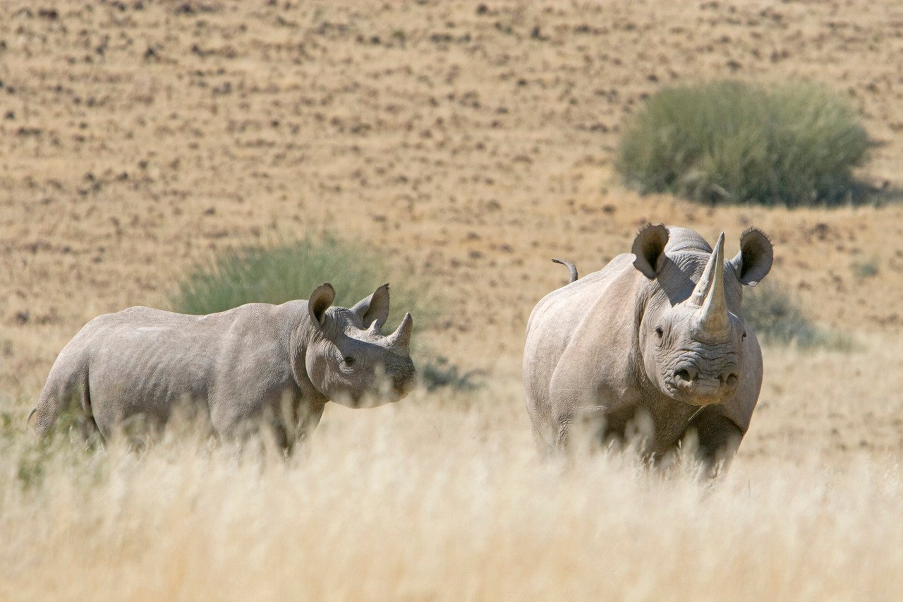 Rhinos - Namibia Safari
