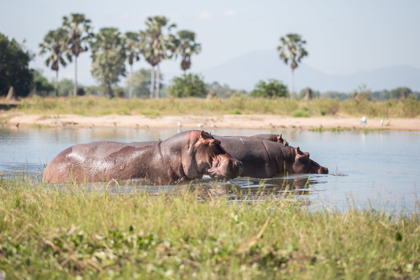  Hippos - Liwonde NP - Malawi Safari