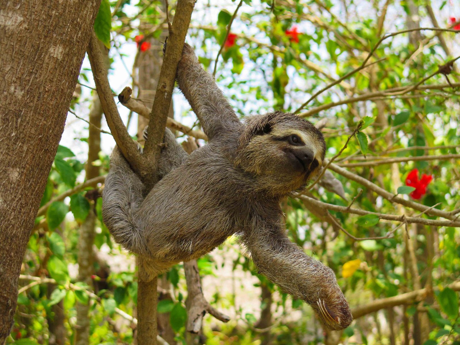 Sloth - Costa Rica Adventure