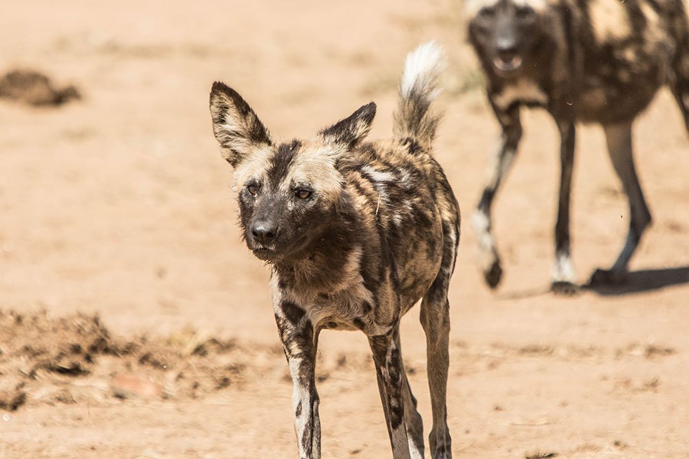 Wild Dog - Namibia Self-Drive