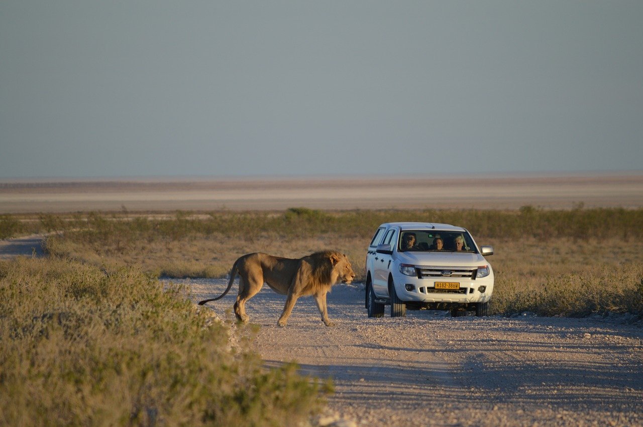 Namibia Self-Drive - Lion Crossing