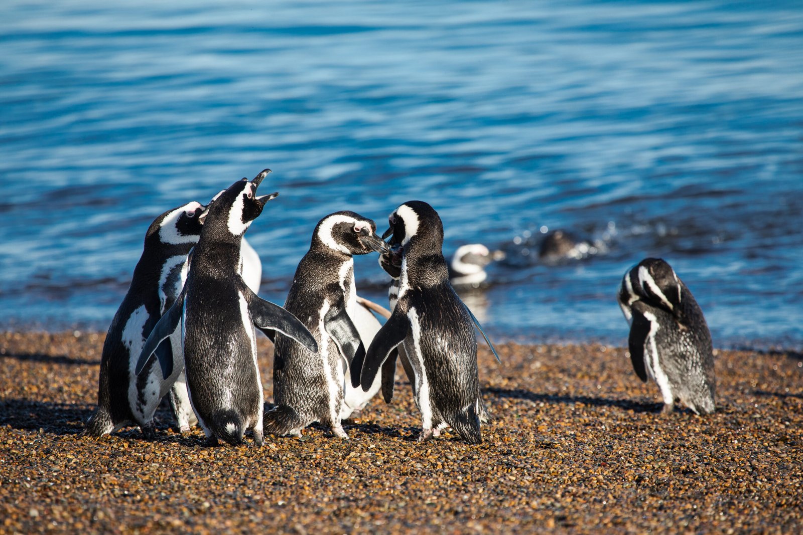Punto Tombo Penguins - Patagonia Tour