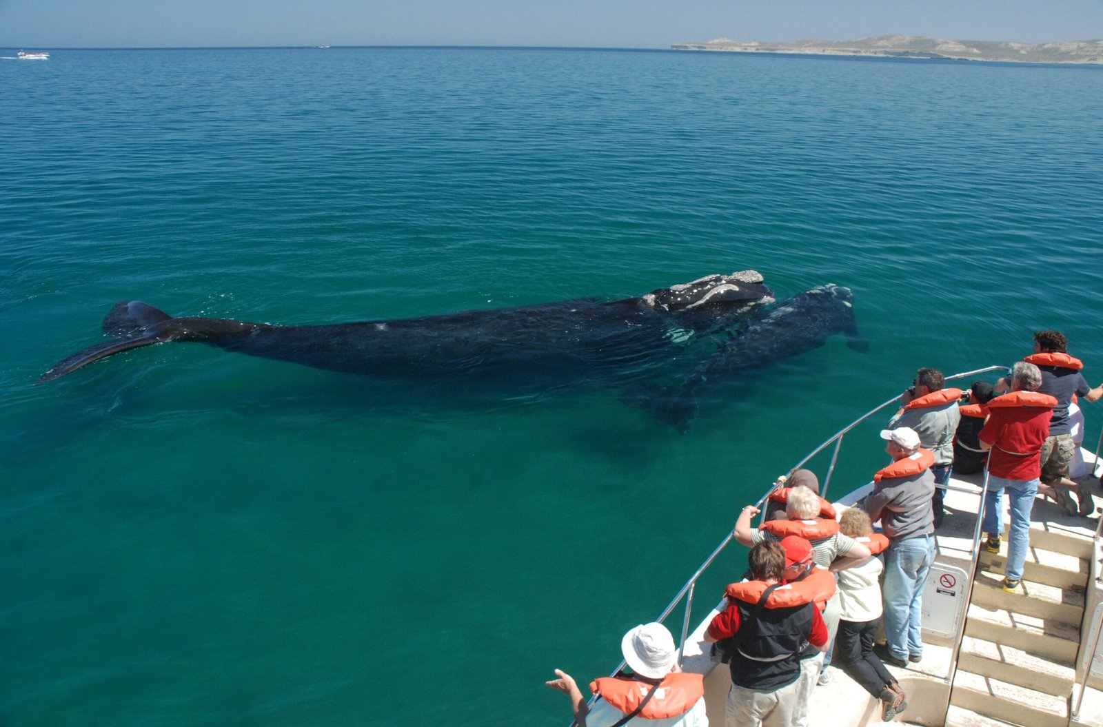 Whale Watching - Puerto Madryn Tour