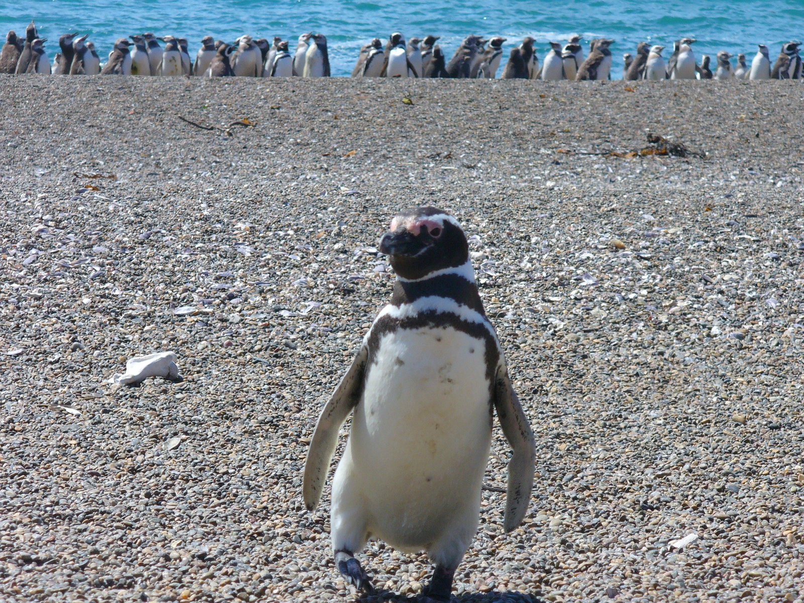 Penguin Colony Tour - Patagonia
