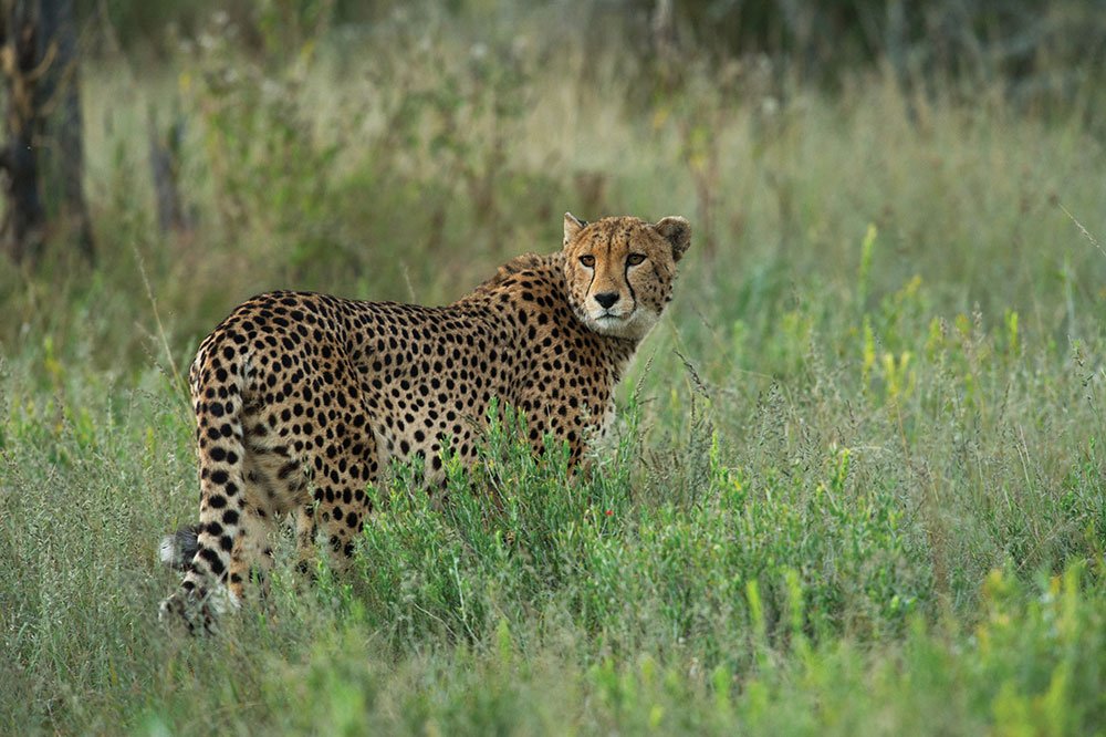 Namibia Self-Drive Itinerary - Cheetah