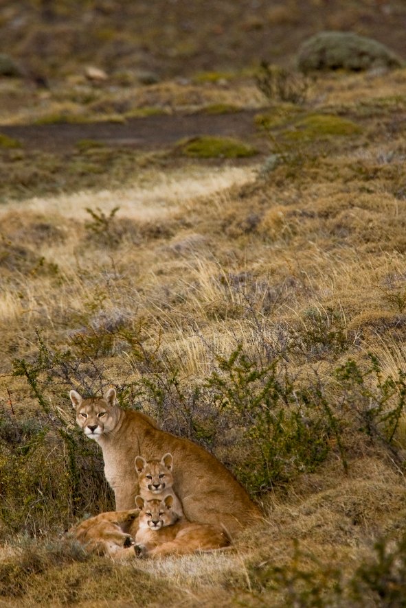 Puma family - Torres del Paine Tour - Chilean Patagonia Wildlife Tour
