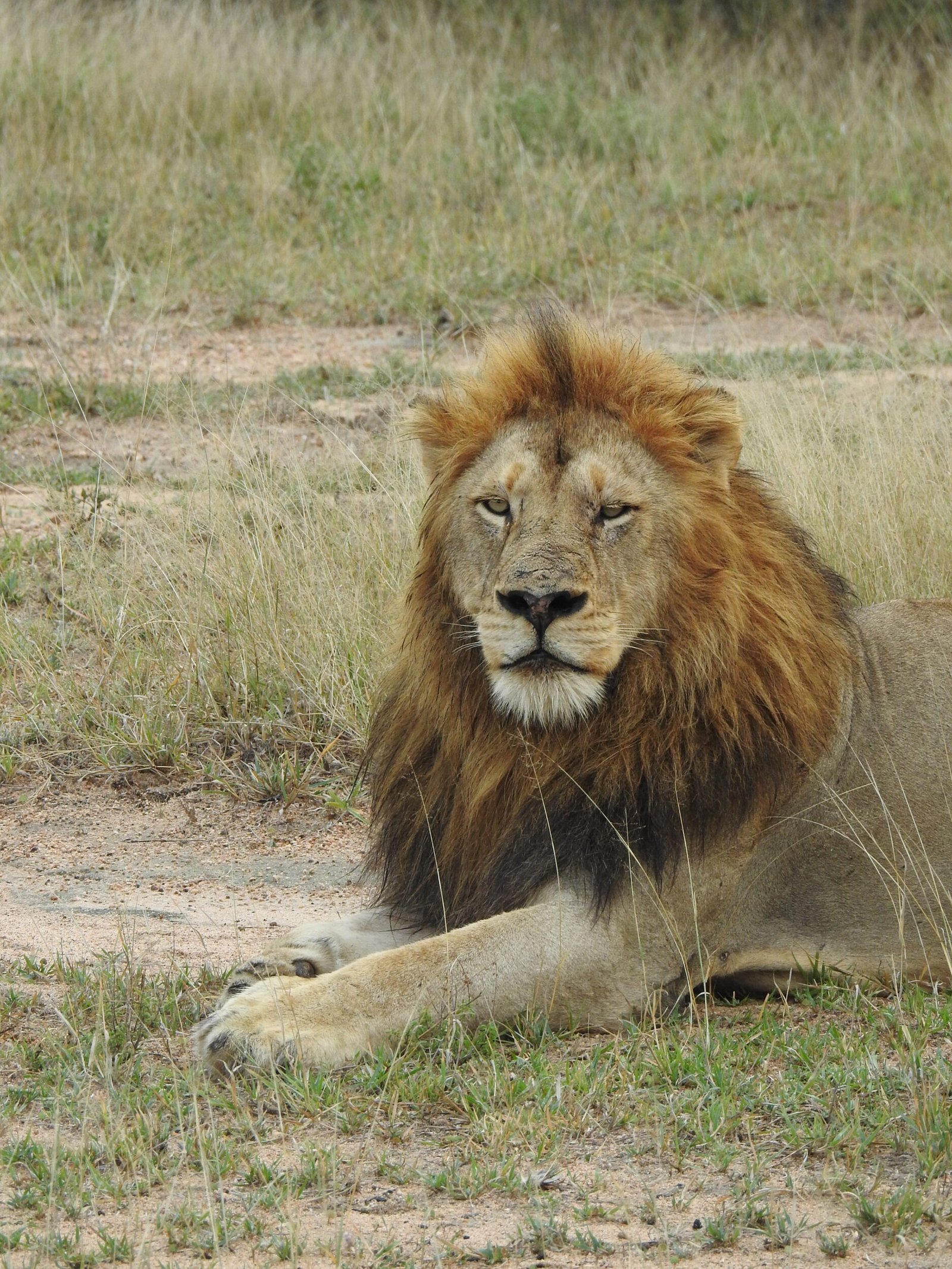 Lion - Tanzania Safari