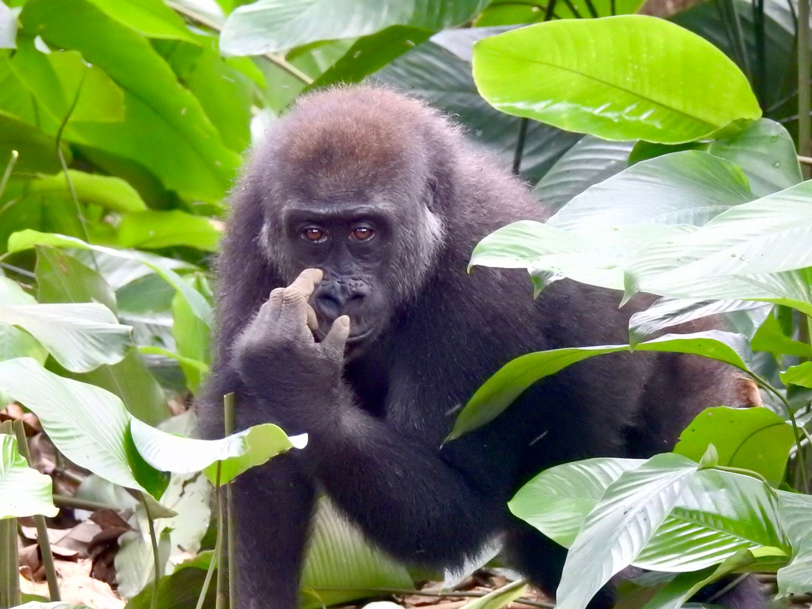 Lowland Gorilla - Odzala Conservancy - Congo Wildlife Adventure