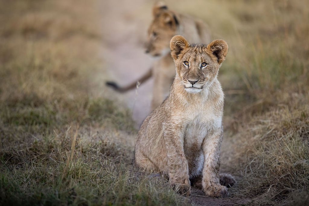 Gorgeous Cubs - South Africa Photography Tour