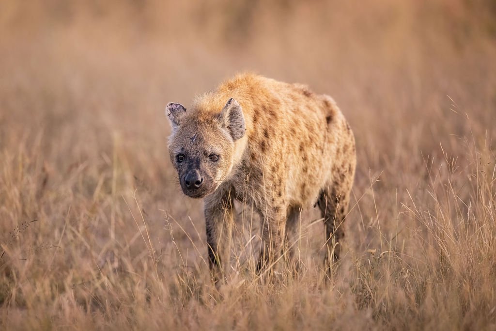Hyena South Africa Photography Tour with Follow Me North