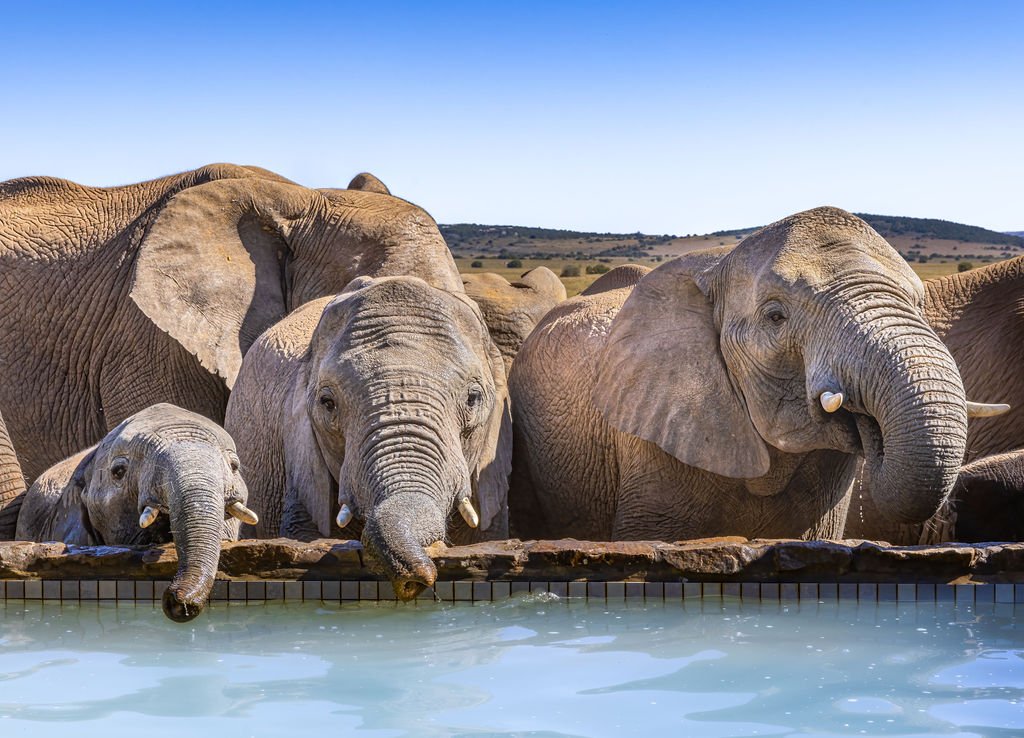 Elephants at Hillsnek - South Africa Photography Tour