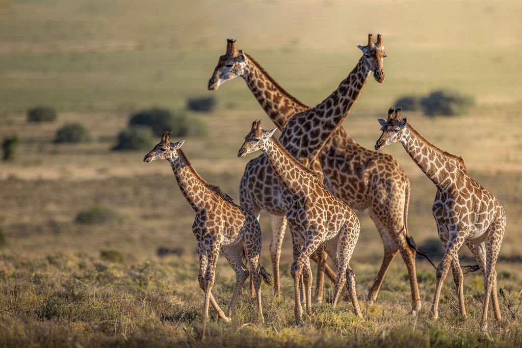 A tower of giraffe - wildlife safari