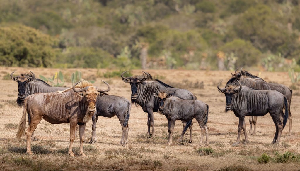 Wildebeest - South Africa Photography Tour - Follow Me North