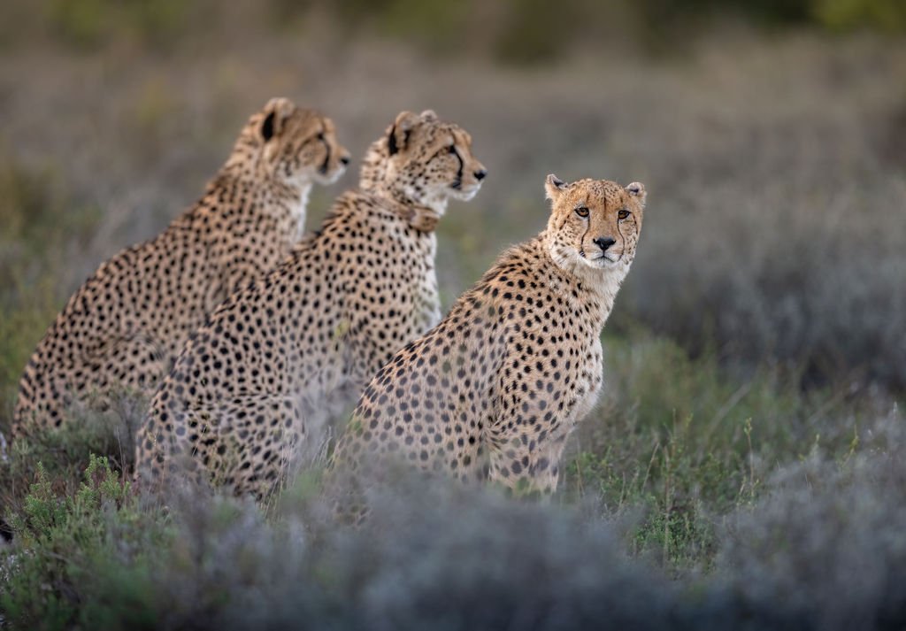Cheetah brothers - Follow Me North