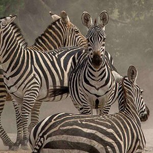 Zebra Plains - East Africa Safari