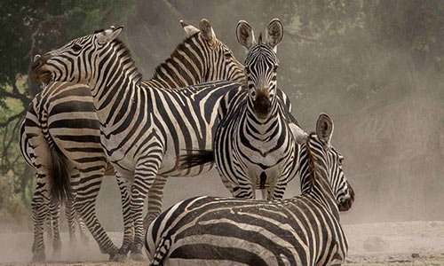 Zebras - East Africa Safari